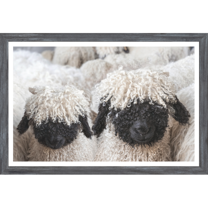 Valais Blacknose Sheep Art