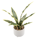 Riviera Ceramic Potted Faux 16" Snake Plant