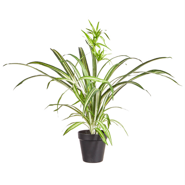 Potted Spider Plant 31"