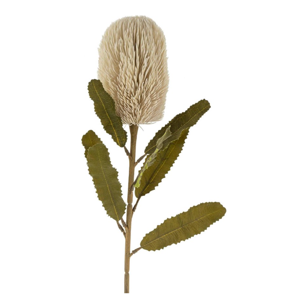 Banksia Floral Stem Cream