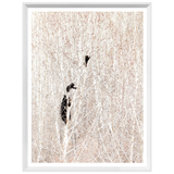 Bears in a Birch Forest
