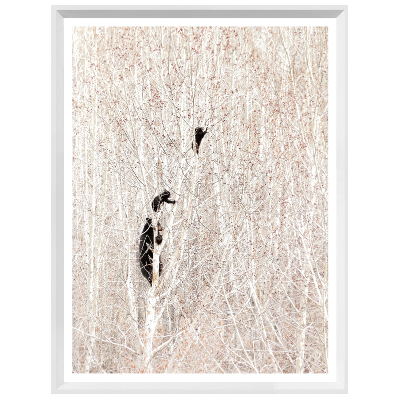 Bears in a Birch Forest
