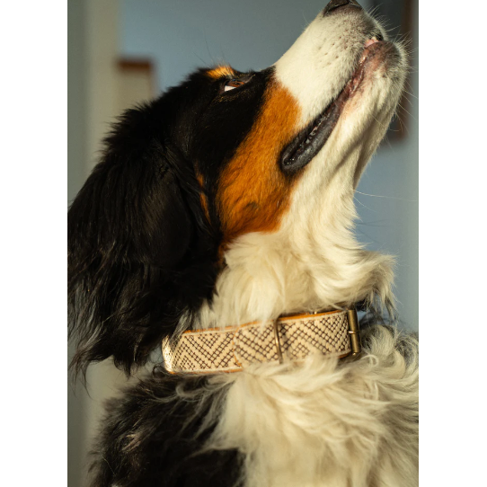 Dog Collar
