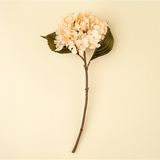 Hydrangea Floral Stem in Cream