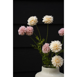 Mini Chrysanthemum in Pink