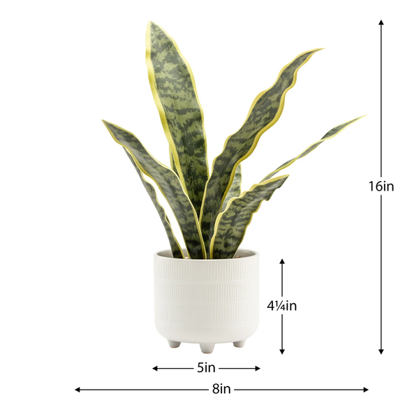 Riviera Ceramic Potted Faux 16" Snake Plant