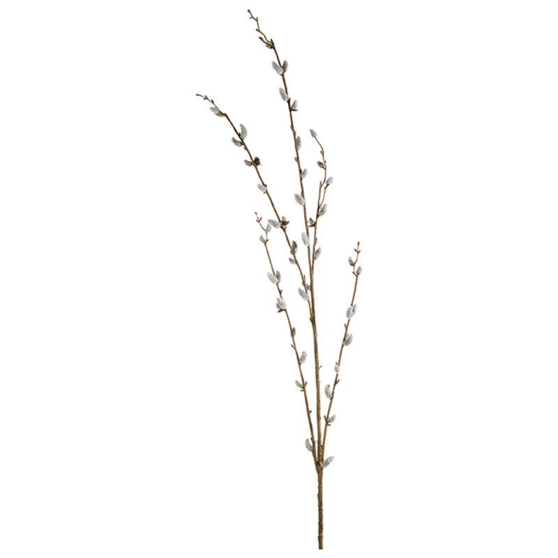 Pussy Willow Branch