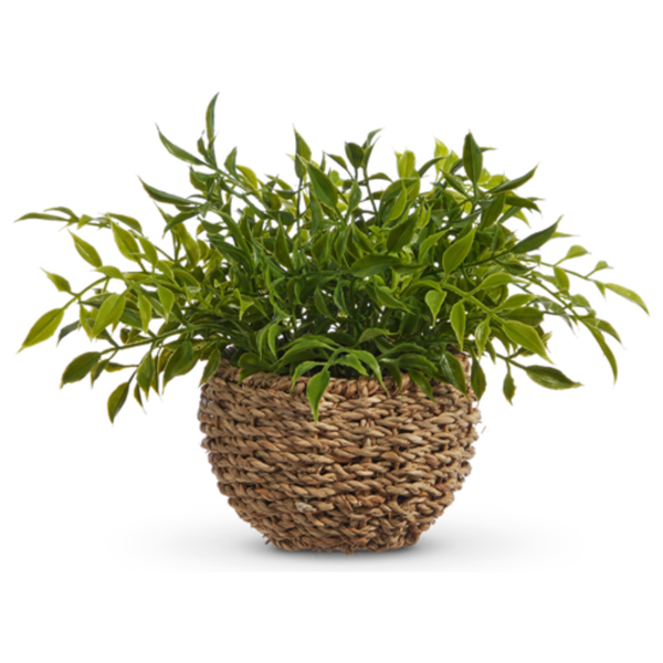 Soft Touch Potted House Plant