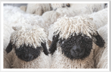 Valais Blacknose Sheep Art