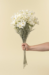 White Cosmos Spray