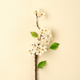 Pear Blossom Branch