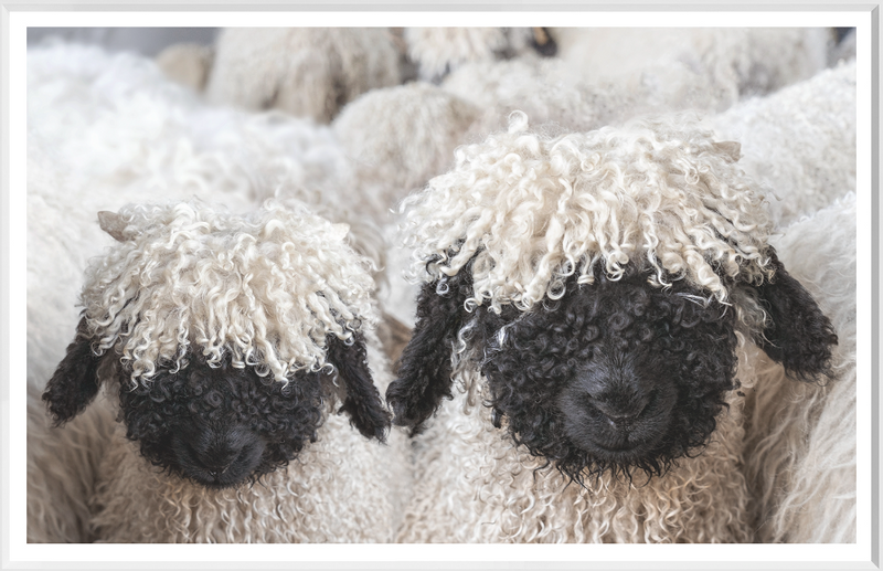 Valais Blacknose Sheep Art