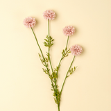 Mini Chrysanthemum in Pink