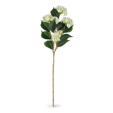 Hydrangea Branch in Green