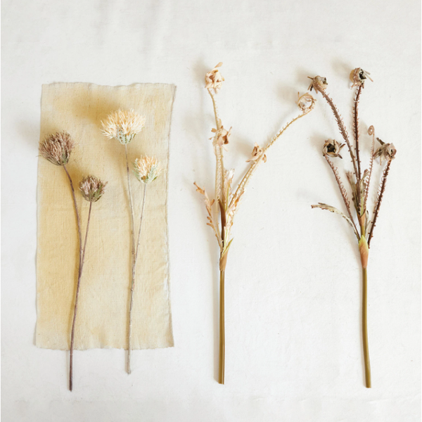 Thistle Flower Stem in Brown