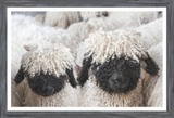 Valais Blacknose Sheep Art