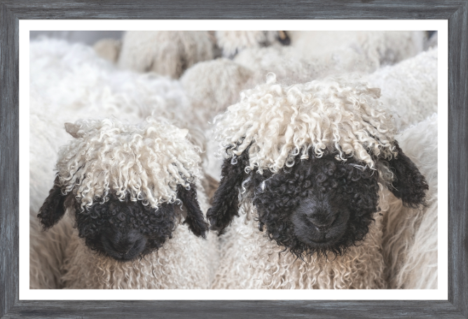 Valais Blacknose Sheep Art