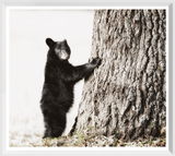 Smokey Mountain Cub Art