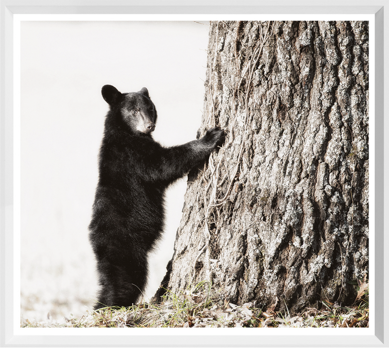 Smokey Mountain Cub Art