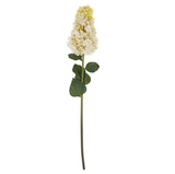 Hydrangea Paniculata Stem