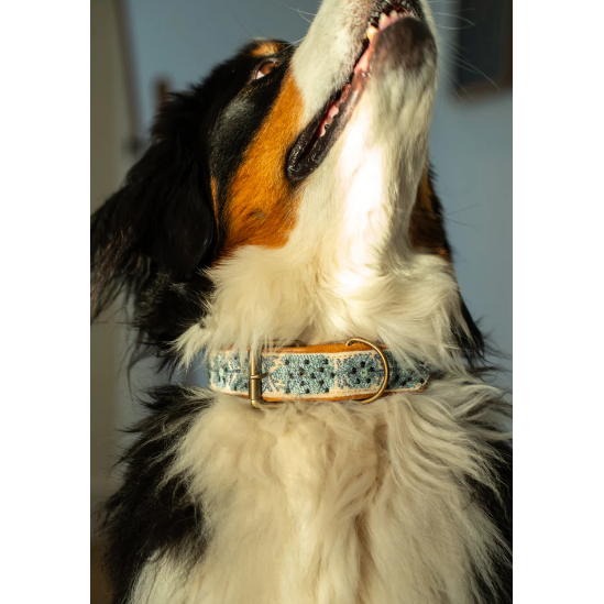 Dog Collar