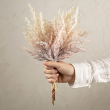 Pampas Grass Bundle in Blush