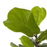 Faux Fiddle Leaf Tree