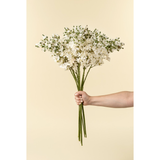 Delphinium Stem in White