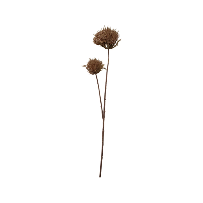 Thistle Flower Stem in Brown