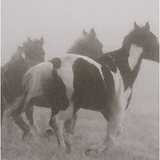 Horses on the Run