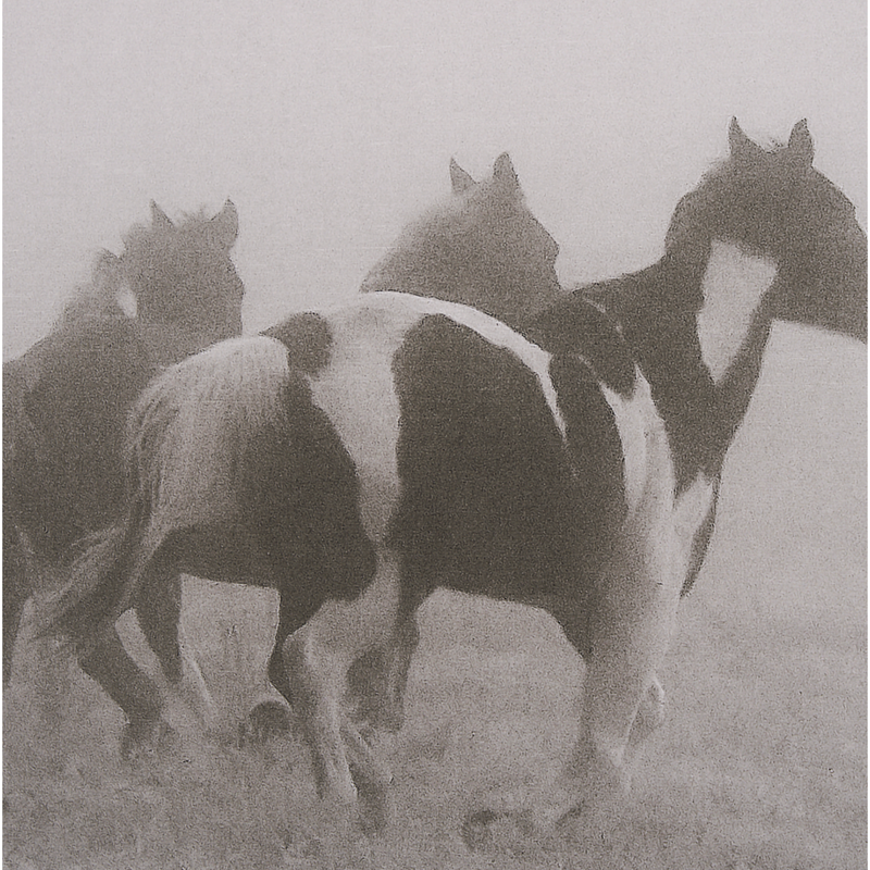 Horses on the Run