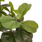Faux Fiddle Leaf Tree