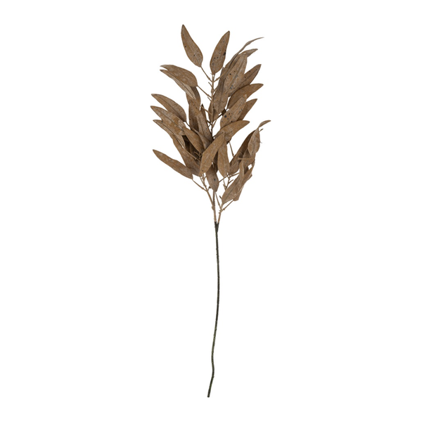 Dried Eucalyptus Stem in Cream