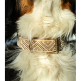 Dog Collar