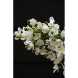 Delphinium Stem in White