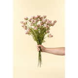Dandelion Pom Spray | Pink