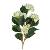 Hydrangea Branch in Green