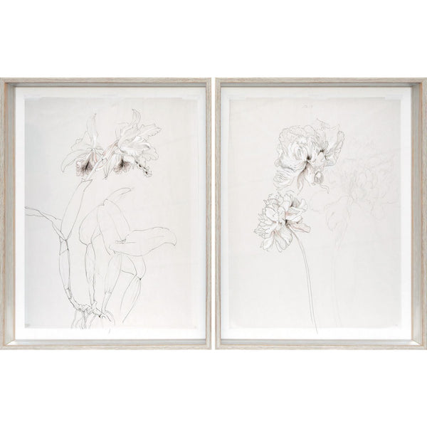 Orchard &amp; Peony Drawings S/2