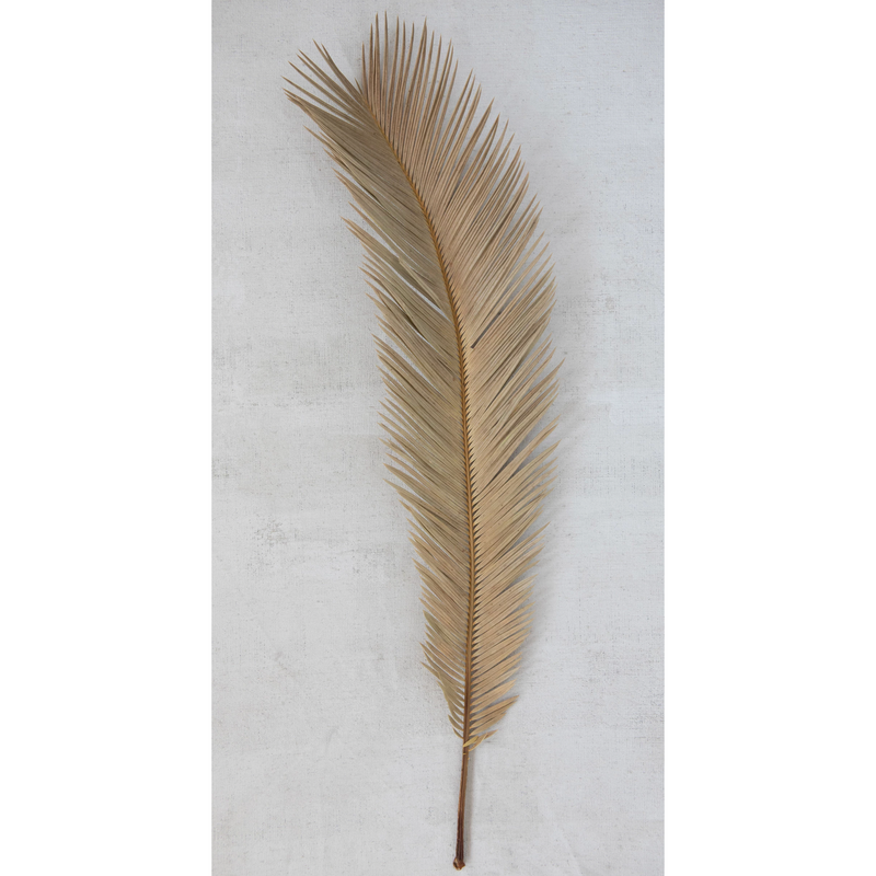 Dried Natural Cut Palm Leaf