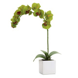 Orchid Potted Single Stem 28" - Olive Green