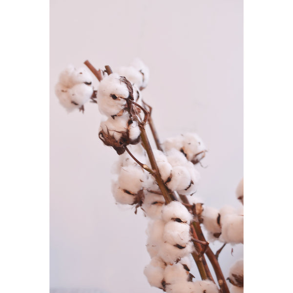 Cotton Stem