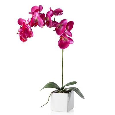 Orchid Potted Single Stem 28" - Island Fuchsia