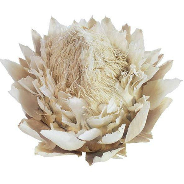 Artichoke Dried - Botanical Per Stem