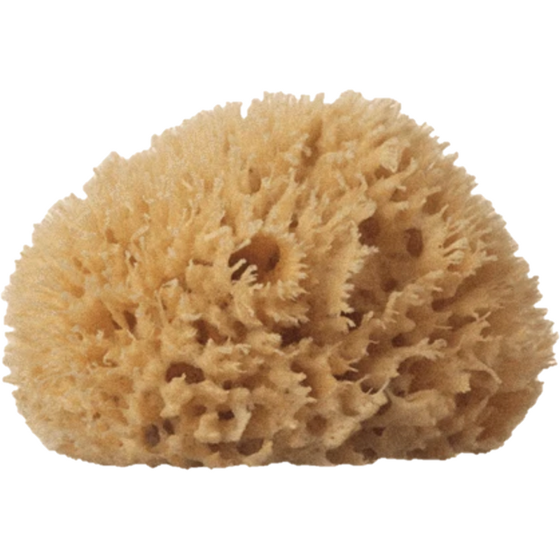 Sea Sponge - Medium
