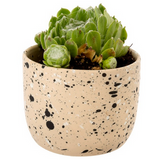 Speckle Pot Ecru