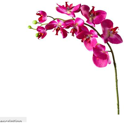 Orchid Single Stem 30" - Island Fuchsia