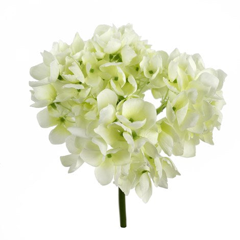 Hydrangea White Short