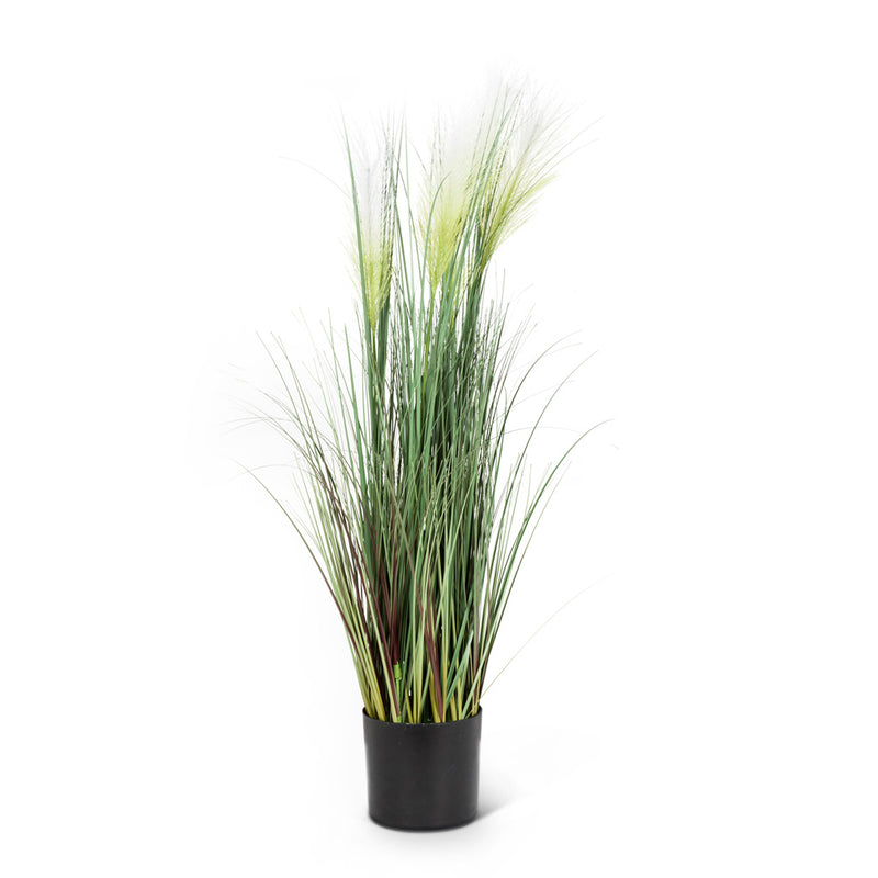 Large Feather Grass in Pot