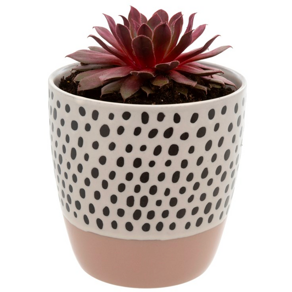 Pink Polkadot Pot