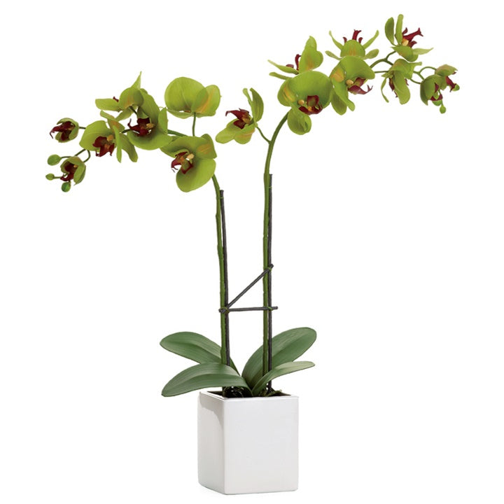 Orchid Potted Double Stem 23" - Olive Green